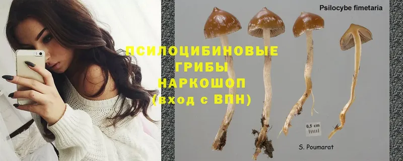 купить  сайты  Невель  Галлюциногенные грибы Psilocybe 